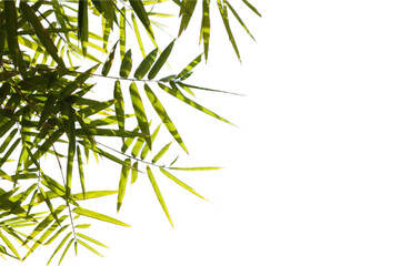 bamboo leaves isolated on white background