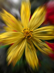 Obraz premium yellow flower closeup