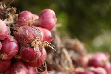 onions in the garden