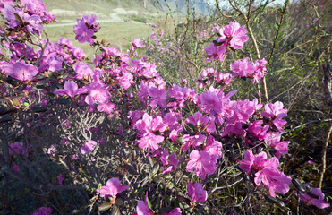 Obraz premium Rhododendron dauricum flowers in Altai in spring season.