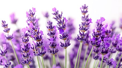 Naklejka premium modern and colorful illustration of beautiful lavender flowers on a white background
