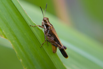 close up of locust grasshopper on the grass leaf farm outdoor, macro photography