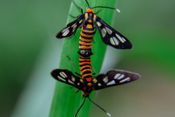 Close up Black and orange insects are reproducing, mating bug, mating insect