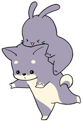 enjoy rabbit on Shiba Inu (black)