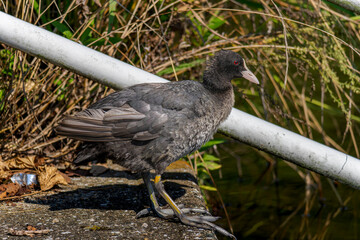 オオバンのアップ