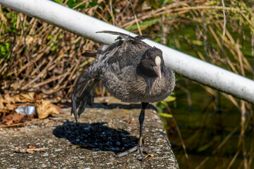 水辺のオオバン