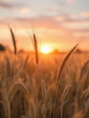 Obraz premium Golden wheat field at sunset with sunlit horizon and soft clouds