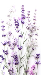 Obraz premium modern and colorful illustration of beautiful lavender flowers on a white background