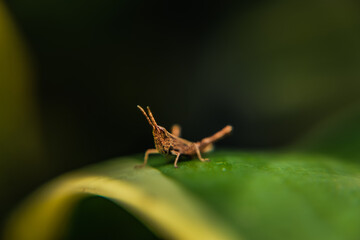 close up of locust grasshopper on the grass leaf farm outdoor, macro photography