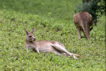 草むらで寝そべり休むオオカンガルー