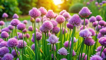 Fototapeta premium Aerial View of Blooming Chives in Garden, High Angle, Spring Flowers