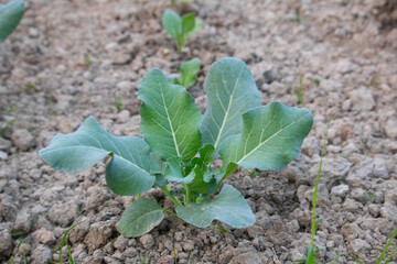 Cauliflower plant in field, Cauliflower seedling in field