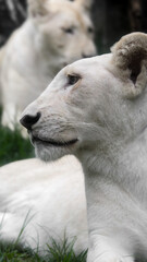Fototapeta premium White lion, a symbol of grace and strength, the white lioness captivates with her majestic presence and natural leadership