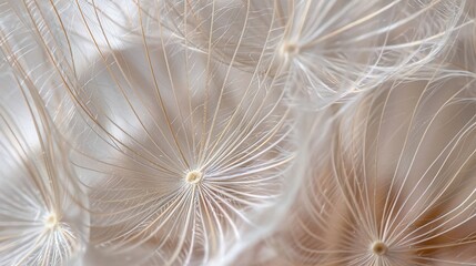A close-up of a delicate dandelion seedhead showcasing the intricate