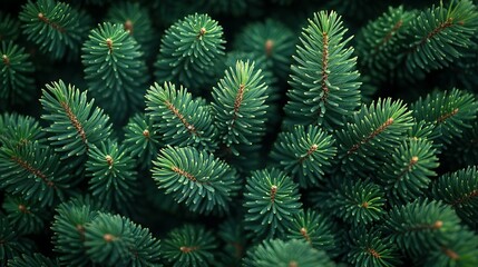 Lush Green Spruce Tree Branches Close Up