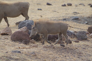 Young Warthog Piglets in the Grassland, Tanzania 
