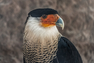 A half-body close-up of a Caracara