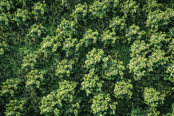 Lush green orchard with many trees and oranges.