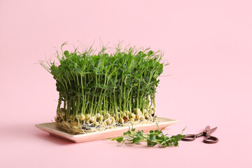 Plate with fresh micro green and scissors on pink background