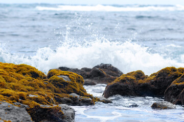 Hawaii ocean beach with black volcanic rocks covered with orange moss, water plashes on the background.