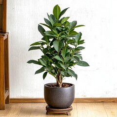 Fototapeta premium Lush Green Ficus Plant in Dark Pot Home Decor Interior Design