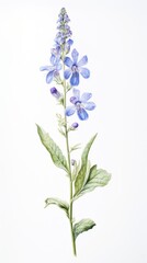 Obraz premium Illustration watercolor botanical flowers.