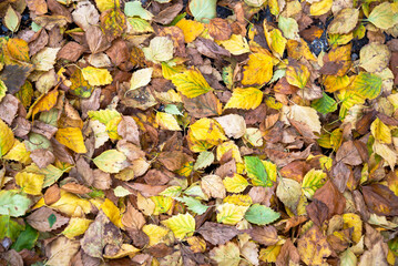 autumn leaves on the ground