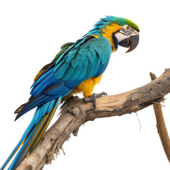 Obraz premium Colorful macaw with vibrant feathers sitting on a branch jungle wildlife photography natural habitat