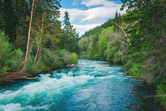 river rapids in the woods