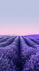Obraz premium A serene lavender field under the twilight sky, with rows of purple flowers stretching to the horizon. captures the tranquility and beauty of nature