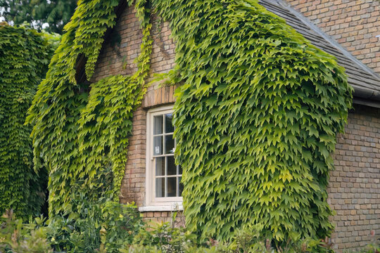 Brick house cottage exterior and window covered with ivy