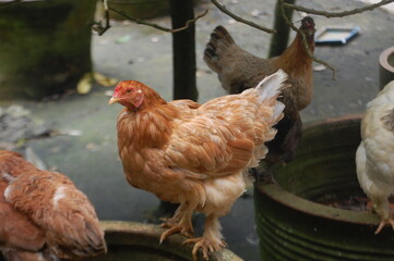 Beautiful colorful hen standing in an aviary.
