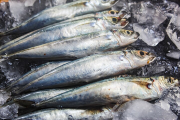 Several mackerel scad fish on ice