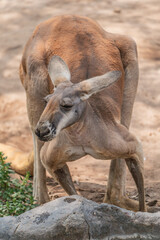 A strong adult Red kangaroo