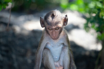 Fototapeta premium 可愛いサル
