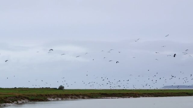 A flock of birds flies across the sky.수많은 새떼들이 하늘을 날아다닙니다.