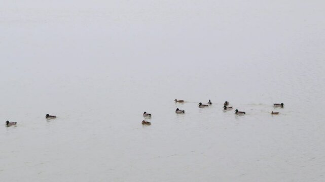 A flock of cute ducks are floating on the lake.귀여운 오리떼들이 호수에 떠있습니다.