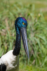 Jabiru or Black-necked Stork (Ephippiorhynchus asiaticus) in a wetland of Western Australia