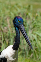 Jabiru or Black-necked Stork (Ephippiorhynchus asiaticus) in a wetland of Western Australia
