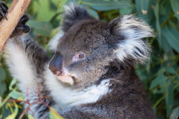 Super cute Koala (Phascolarctos cinereus) in an eucalyptus tree in Australia