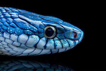 Blue-lipped_snake