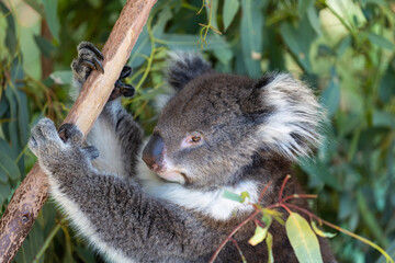 Super cute Koala (Phascolarctos cinereus) in an eucalyptus tree in Australia