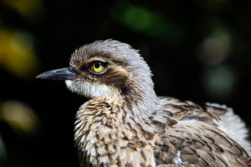 A endemic bush stone-curlew or bush thick-knee (Burhinus grallarius) in bushland around Perth, Western Australia