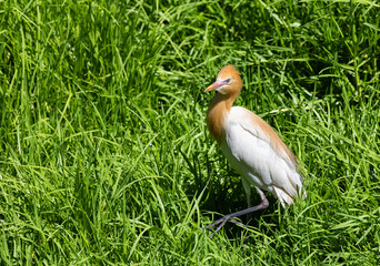 Eastern Cattle Egret (Ardea Coromanda) in a wetland around Perth, Western Australia