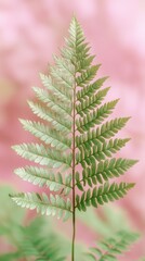 Delicate Fern Leaf in Soft Pink Light