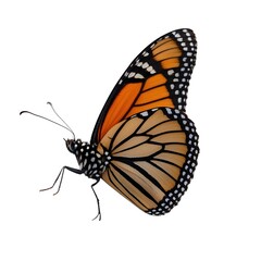 Close-up of a Monarch Butterfly against a white background.