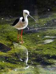 Black-winged Stilt (Himantopus himantopus) with reflection in the water in a wetland around Perth, Western Australia