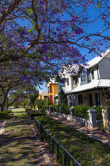 Jacaranda (Jacaranda mimosifolia) lined streets in spring in Perth, Western Australia