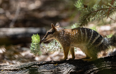 Endangered and cute Numbat (Myrmecobius fasciatus) with a pointy nose on the search for termites in Western Australia