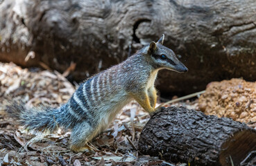 Endangered and cute Numbat (Myrmecobius fasciatus) with a pointy nose on the search for termites in Western Australia